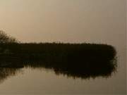 Reflexionen: Eine Schilfzunge im Achterwasser in der Nhe des Usedomer Ostseebades Koserow.