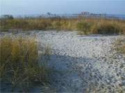 Biotop Halbinsel Peenemnder Haken: Naturpark Insel Usedom.