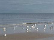 Zwischen den Seebdern ckeritz und Bansin: Mwen am Splsaum des Ostseestrandes.