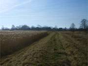 Der letzte Sonnenschein: Auf dem Lieper Winkel der Insel Usedom bei Grssow.