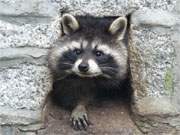 Lustige Maske: Ein Waschbr im Wolgaster Tierpark.