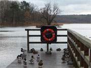 Steg und Schwaneninsel: Der Klpinsee an der Strandstrae.