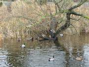 Noch sind sie gut genhrt: Enten im Wasser des Klpinsees.