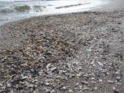 An der Waterkant: Muscheln auf dem Ostseestrand zwischen ckeritz und Bansin.