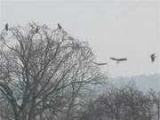 Flugbetrieb auf dem Loddiner Hft: Seeadlertreffpunkt an der Kste zum Achterwasser.