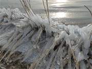 Winterurlaub im Ostseebad Zinnowitz: Verzaubertes Schilf am Achterwasser.