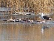 Winter im Hinterland der Insel Usedom: Eine Mwe hat Fischreste entdeckt.