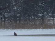 Schwere Zeit: Ein Seeadler hat auf dem Klpinsee freies Wasser entdeckt.