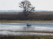 Zwischen den Usedomer Bernsteinbdern ckeritz und Loddin: Schwanenpaar am Achterwasser.