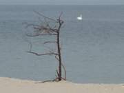 Ein Schwan auf der Ostsee am Strand des Usedomer Seebades ckeritz.