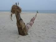 Geschmckte Buhne: Der Ostseestrand des Seebades ckeritz auf Usedom.