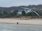 Kunstflug: Eine Mwe vor der Kulisse des Strandes von Zinnowitz auf Usedom.