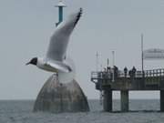 Drei Symbole des Ostseebades Zinnowitz: Seebrcke, Tauchgondel, Mwe.