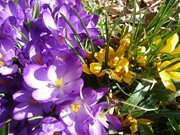 Der Frhling hat begonnen: Krokusse im Steinbock-Ferienhof im Seebad Loddin.