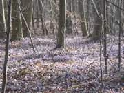 Wie ein farbiger Teppich breiten sich die Leberblmchen im Kstenwald am Langen Berg aus.