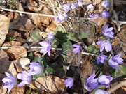 sterlicher Blumengru am Ostseestrand: Auf dem Langen Berg bei Bansin.