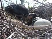 Kormoranenkcken im Nest: In einer Kormorankolonie in Peenemnde-West.