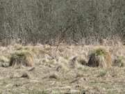 Gras, Schilf, Binsen: Das Usedomer Zerninmoor im Sdosten der Insel.