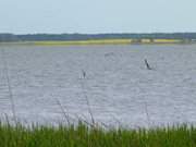 Usedomer Halbinsel Lieper Winkel: Blick ber das Achterwasser zum Festland.