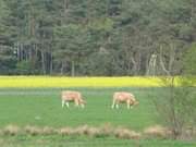Farbspiel mit Kühen: Landschaft auf der Halbinsel Lieper Winkel im Hinterland Usedoms.