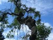 Verwundener Baum: Auf dem Kirchhof der Gemeinde Krslin nahe der Insel Usedom.