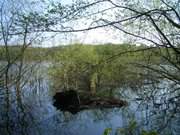 Urwchsig ist die Uferlandschaft des Wolgastsees bei Korswandt.