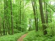 Unter grnem Dach: Buchenwald auf dem Langen Berg an der Usedomer Ostseekste.