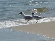 Bieten Sie ihr Nahrung an: Balzende Mwen am Ostseestrand.