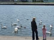 Schwnefttern am Hafen: Swinemnde auf dem polnischen Teil Usedoms.