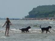 Tierisches Vergngen: Mit den Hunden am Strand bei Stubbenfelde.