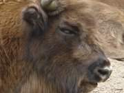 Portrait: Wisent im Gehege bei Prtenow am Stettiner Haff.