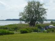 Alte Weide am Hafenbecken: Der Zempiner Hafen am Achterwasser.