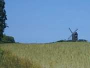 Bockwindmhle im Kornfeld: Zwischen Stoben und Pudagla.