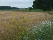 Im Hinterland der Insel Usedom zwischen Dewichow und Balm.