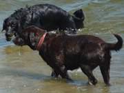 Spa fr Vierbeiner: Hunde am Strand des Bernsteinbades ckeritz.