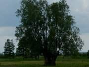 Regen ber dem Wiesenland am Achterwasser: Seebad ckeritz.