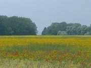 Usedomer Halbinsel Wolgaster Ort: Wiese bei Sauzin.