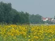 Hinterland im Inselnorden von Usedom: Wiese bei Sauzin.