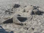 Sandskulpturen auf dem Strand des Usedomer Bernsteinbades Zempin.