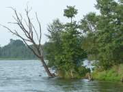 Ufer des Schmollensees im Hinterland der Insel Usedom.