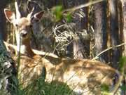 Immer auf der Hut: Damwild in der Mellenthiner Heide.