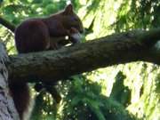 Eichhrnchen: Mellenthiner Heide im Naturpark Insel Usedom.