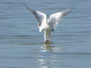 Aus dem Wasser springen: Fischende Mwe im Ostseewasser.