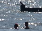 Ostseestrand von Usedom: Kormoran sitzt auf einer Buhne.