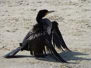 Vom Fischen durchnsst: Kormoran beim Gefiedertrocknen.