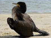 Nach dem Fischen in die Sonne: Kormoran beim Gefiedertrocknen.