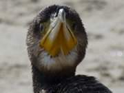 Argwhnischer Blick: Kormoran auf dem Strand des Ostseebades Trassenheide.