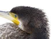 Noch ein wenig nass am Hinterkopf: Kormoran am Strand des Ostseebades Trassenheide.