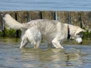 Fischen als Abkhlungsstrategie: Hund im Ostseewasser bei ckeritz.