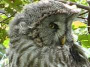 Geheimnisvoll: Eule in einer Voliere im Vogelpark Marlow.